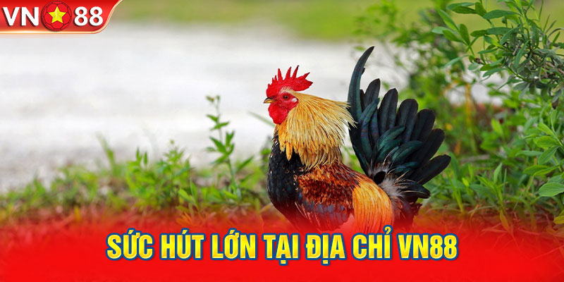 Đá gà trực tiếp - Sức hút lớn tại địa chỉ VN88